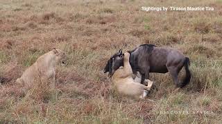 Rongai Cubs With a Wildebeest Kill in Masai Mara