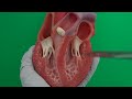 AV Valves and Cardiac Function