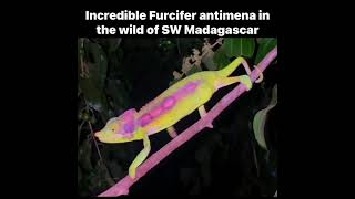 Incredible Furcifer antimena in the SW Madagascar dry forest