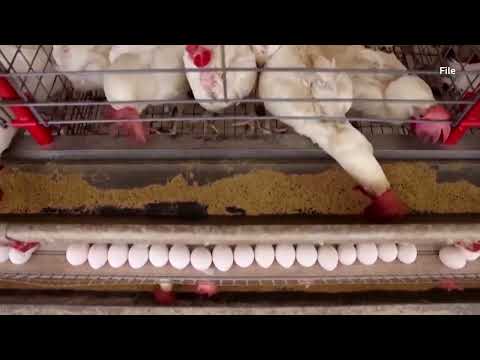 YouTube video thumbnail: Brazil Declares Itself Bird flu Free and Aims to Resume Exports 