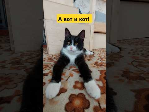 К нам пришёл то ли гость, то ли сожитель 😅