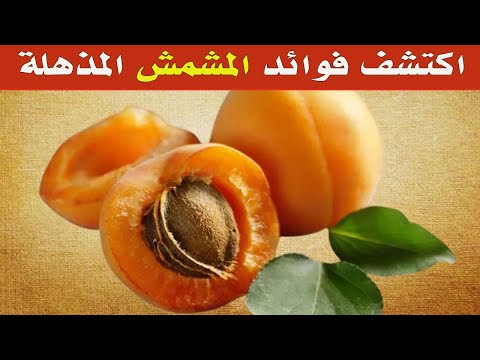 لماذا يجب أن تبدأ يومك بثمرة مشمش؟ اكتشف الفوائد المذهلة