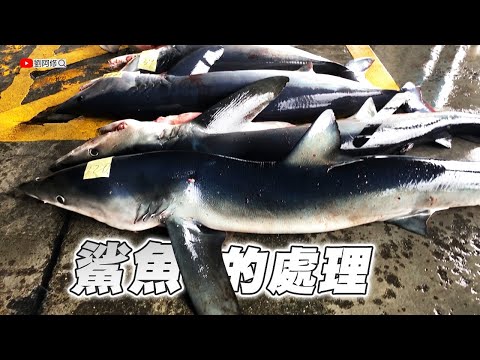 鯊魚的處理｜驚奇的鯊魚切割技巧《成功漁港》2024/03/06