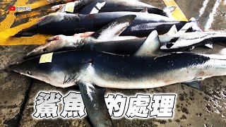 鯊魚的處理｜驚奇的鯊魚切割技巧《成功漁港》2024/03/06
