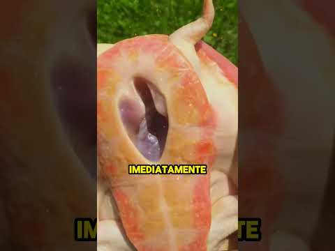 Esta tartaruga nasceu com o coração exposto 🥺