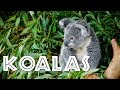 Koala Facts and Adaptations