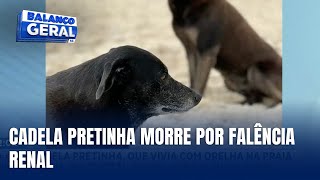 Companheira do cão Orelha, cadela Pretinha morre por doença renal