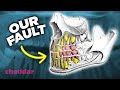 Dental Health and Evolution Concepts
