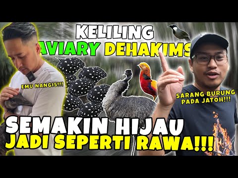 DEHAKIMS AVIARY SETELAH 2 TAHUN JADI BEGINI ….