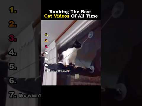 Ranking The Best Cat Videos