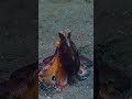 Survival Skills and Strategies in Nature