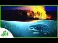 Wildfire Management and Aquatic Ecosystems