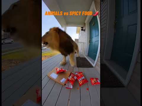 Animals vs Spicy Food - Their Reactions Are INSANE! 😱