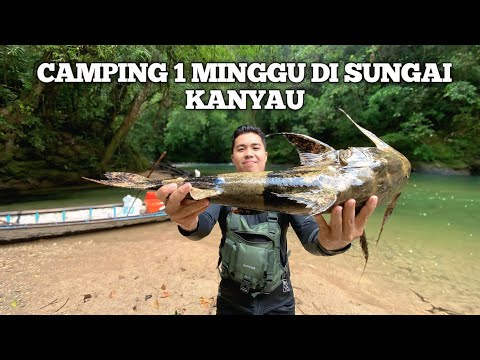 Camping Fishing 1 Minggu Hujan Deras di Sungai Kanyau Pertualangan dalam hutan masak makan ikan