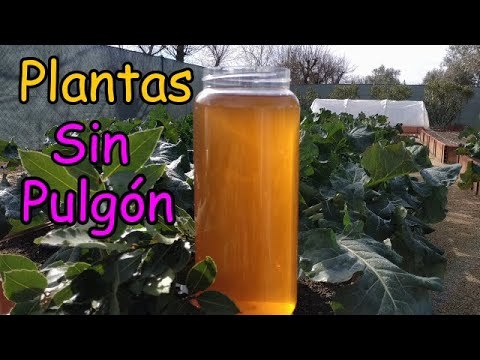 Aplica este REPELENTE NATURAL para NO TENER PULGÓN en las Plantas