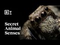 Understanding Animal Sensory Worlds