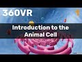Cell Structure and Function Concepts