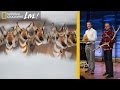 Wildlife Migration and Conservation