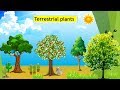 Plant Adaptations and Characteristics