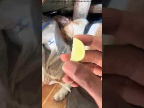 Dog tasted lemon first time #shortvideo