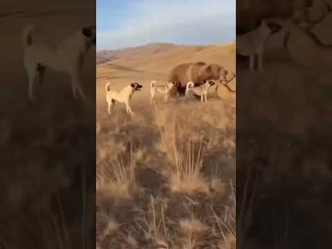 Bear Attacks Camel in Kazakhstan Mountains – Shepherd & Dog Rush to Rescue