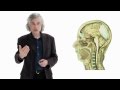 Understanding Language: A Cognitive Perspective