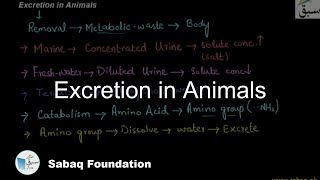 Excretion in Animals