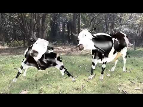 Cow Dance Oh Balma