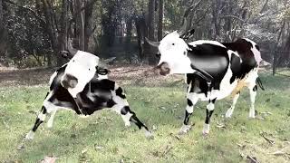 Cow Dance Oh Balma