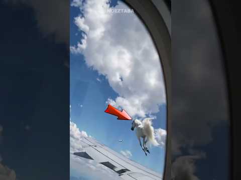 Kuda Dari Surga Terjatuh Ke Atas Pesawat