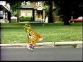 Understanding the Adventures of Ginette and the Pineapple
