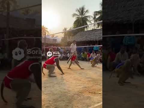 OMG Monkey vs Monkey (4vs4) volleyball playing Sora2 #shorts #funny #ytshorts #edit #petshub #viral