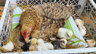 How to hatch chicken eggs at home🛑LIVE 🎞️🎥