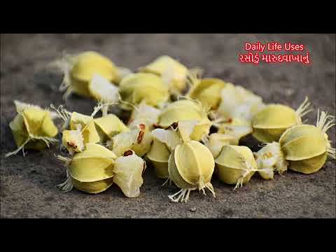 આમળા ના ફાયદા Health Benefits of Amla-avla-how to use amla-avla in daily life-आंवला खाने के फायदे