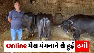 एक जिम्मेवार युट्यूबर-डेयरी वाले ने की ठगी 🐃ये वीडियो देख-बच सकते हो ऑनलाइन भैंस बेचने वाले ठगों से