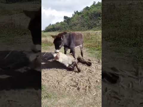 Er Gouzi knows how to kill wild animals at close range