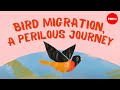 Migration Challenges and Solutions for Song Birds