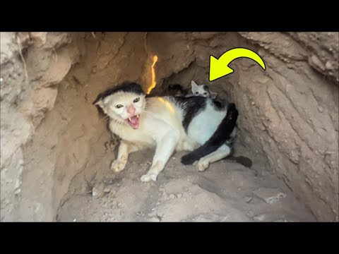 Abandoned cat refused to leave an old dog's shelter, and the dog kept waiting for 6 days!