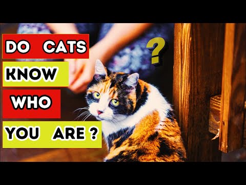 CAN CATS RECOGNIZE THEIR OWNERS?🐱Find Out Now! 👀