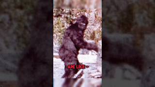 BigFoot Caught On Camera?