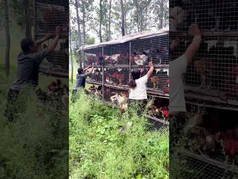 Cách nuôi gà thả vườn thông minh