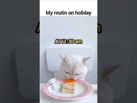 My holiday routine #cat #cute