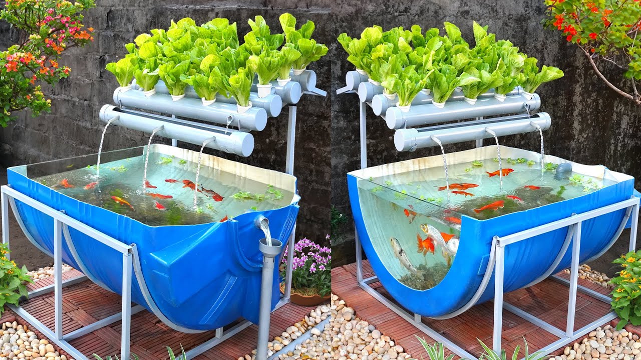 Recyclable Cheap but Effective Aquaponics from Plastic Barrel