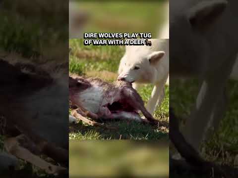 Dire Wolves Play Tug of War with a Deer