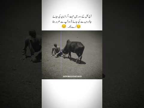if love is given to animals instead of humans... #trendingshorts