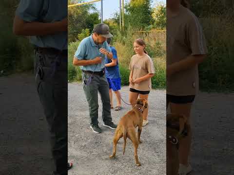 Агрессивный питбуль.