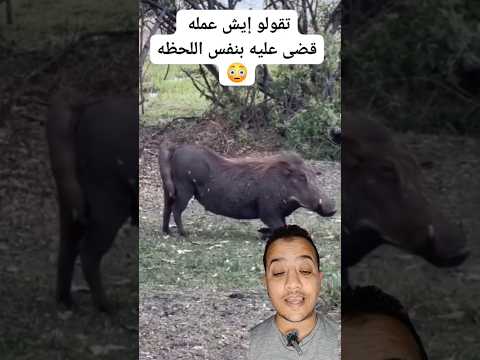 محتاج تفسير علمي للمشهد دا  عمل ايه مع الخنزير سبحان الله