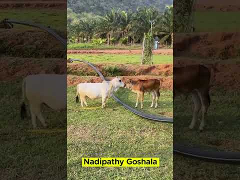 Micro mini cows #vlog #tiktok #instagram #reels #yt #pets #animal #aneme #punganuru #mini #cow #desi