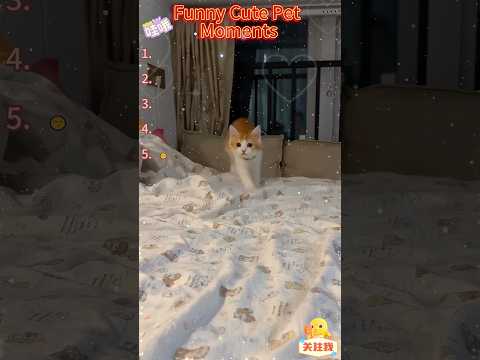 funny and cute pets☺️