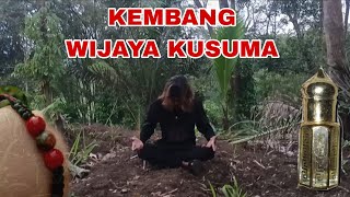 🔴 LIVE MINYAK KEMBANG WIJAYA KUSUMA